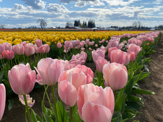 tulip field in spring