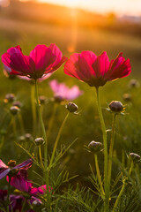 Cosmos flowers blooming in the sunset