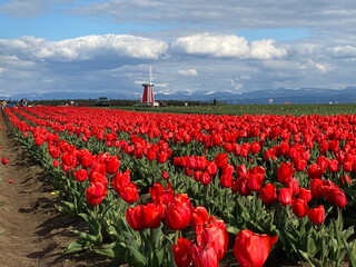 Tulips and windmill
