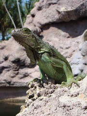 iguana