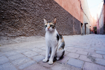 Kitty cat on town street.