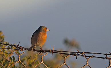 Chaffinch - Fringilla coelebs, Crete.