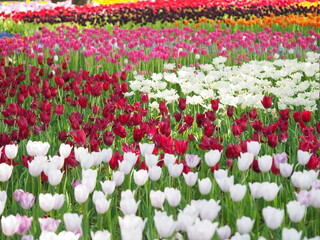 美しいチューリップの花畑