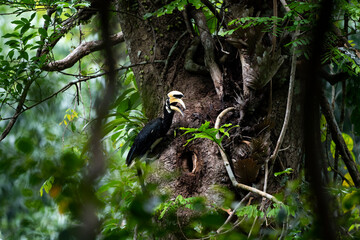 Oriental  Pied Hornbill