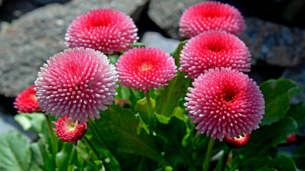 A spring ornamental plant planted in gardens, park squares and city beds, called garden daisy in Białystok, Podlasie, Poland. © Jacek Sakowicz