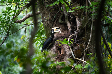 Oriental Pied Hornbill