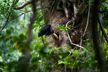 Oriental Pied Hornbill
