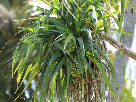 Pandanus, exotic tropical fruit on a palm tree