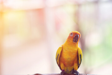 A colorful Sun Conure parrot wandering on a branch.
