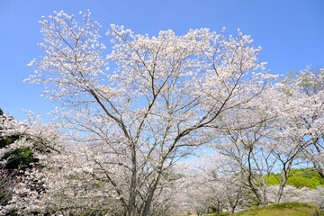 太陽の光を浴びる美しいソメイヨシノの花