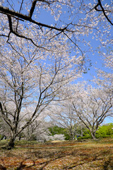 自然あふれる春の美しい風景「ナチュラル」