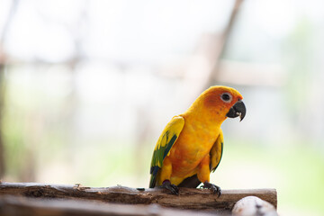 A colorful Sun Conure parrot wandering on a branch.