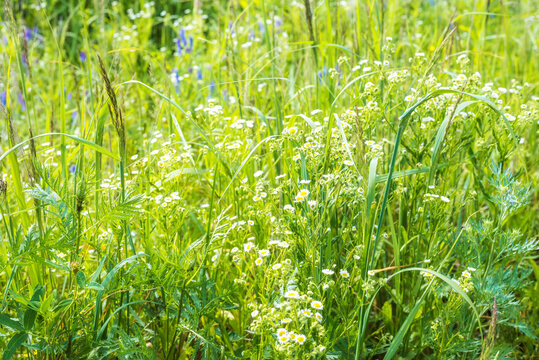 Lush, wildflowers and green grasses and forbs on a sunny summer day,