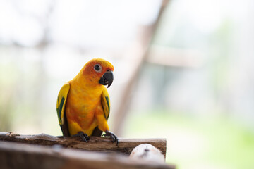 A colorful Sun Conure parrot wandering on a branch.