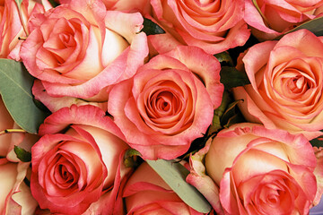 Beautiful Pink background. Colorful pink wall background.