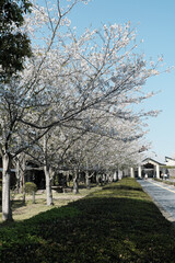 ソメイヨシノが咲き誇る特攻平和会館の風景