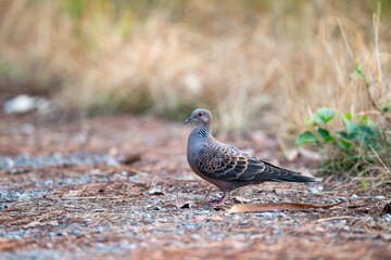 Oriental Turtle Dove