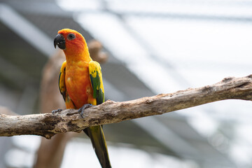 A colorful Sun Conure parrot wandering on a branch.