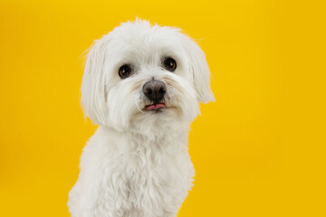 Funny maltese dog tongue out isolted on yellow background - obrazy, fototapety, plakaty
