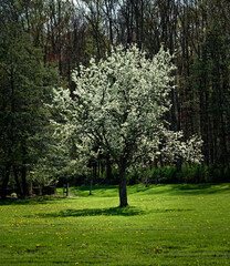Naklejka premium Solo Side Lit White Tree Blossoming in a Yard in the small town of Windsor in Broome County in Upstate NY Backlit tree in the open area stands out from green forest behind it.