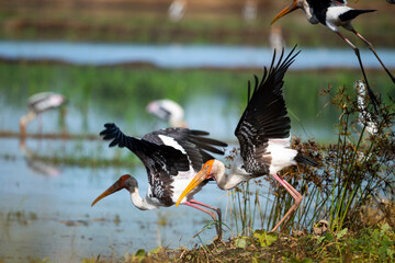 Painted Stork