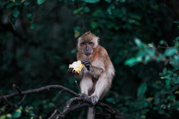 Cute little monkey sits on the tree.