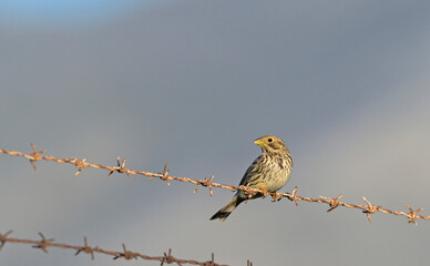 Corn Bunting - Miliaria calandra, Crete, Greece