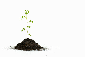 Green sprout growing from soil isolated on white background. Young tomato plant. Copy space. Side view.