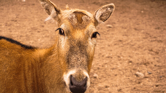 A female deer at the zoo. Deer on a background of sand. Summer photo at the zoo. The animal looks at the camera