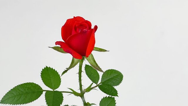 Mini rose and water falling 8x slow motion