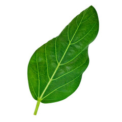 Obraz premium Fresh natural banyan leaf (Ficus benghalensis) isolated on a white background.