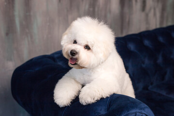 A little Bichon Frize show a tongue