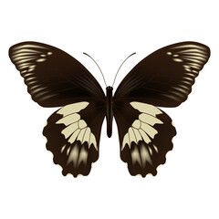 Color butterfly , isolated on white