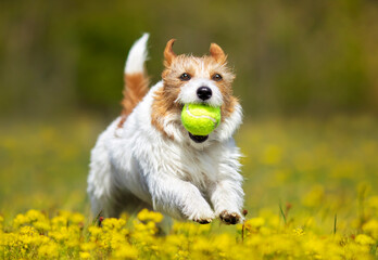 Playful happy cute dog puppy running, playing with a ball in yellow flowers. Spring, summer walking, pet love concept.