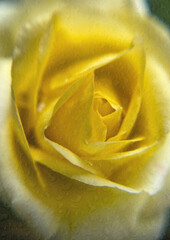 glebe Rose Blumen Makro Photografie Botanik