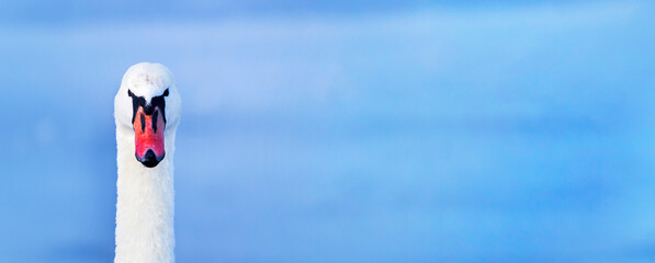 Head of a funny swan bird on blue background, web banner © Reddogs
