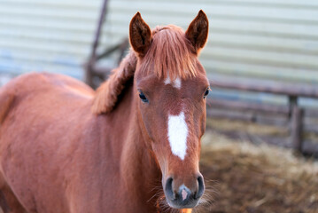 Horse in stable. Portrait of a horse, nice brown horse.