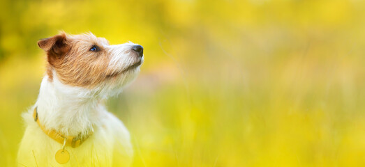 Head of a cute happy pet dog puppy listening ears in a yellow herb flower field in summer. Web banner.