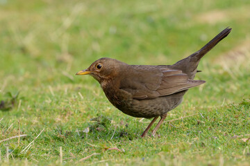 Close up of a female Blackbird, Turdus merula, looking for food in a field, UK
