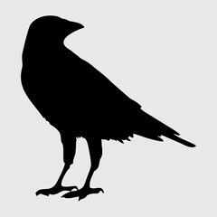 Crow Silhouette, Crow Isolated On White Background