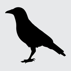 Crow Silhouette, Crow Isolated On White Background