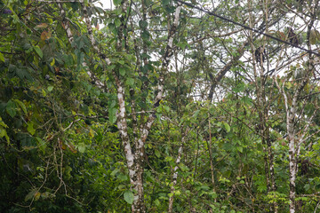 Toucan bird in the trees canopy in Arenal region, Costa Rica