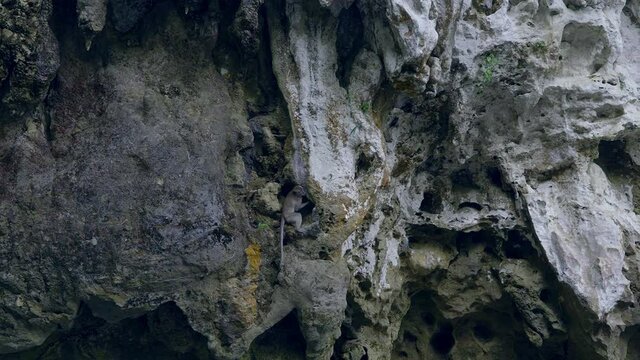 Young Long-tailed Macaque climbing a cliff, Thailand.