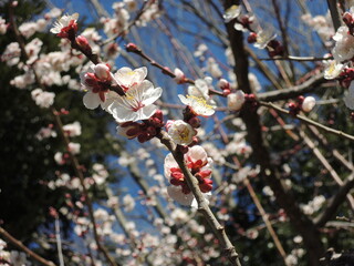 水戸の梅祭りume flowers, plum tree branch with white petals and red calyx on blue sky during spring season