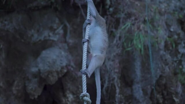 Long-tailed Macaque climbing a rope over a Cliff, Thailand.