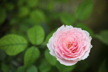 Delicate pink rose closeup