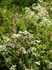 white and pink wildflowers in the sun