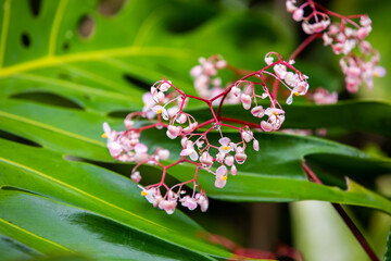 Tropical green plan in the rain