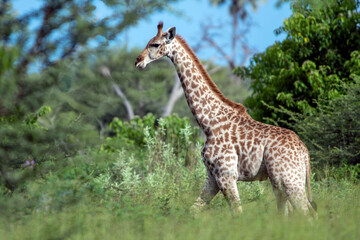Giraffe