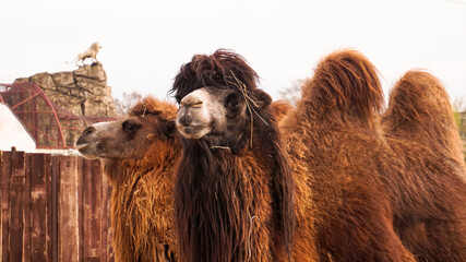 Close up photo of two camels heads. Animals in the zoo. Camels in a zoo cage